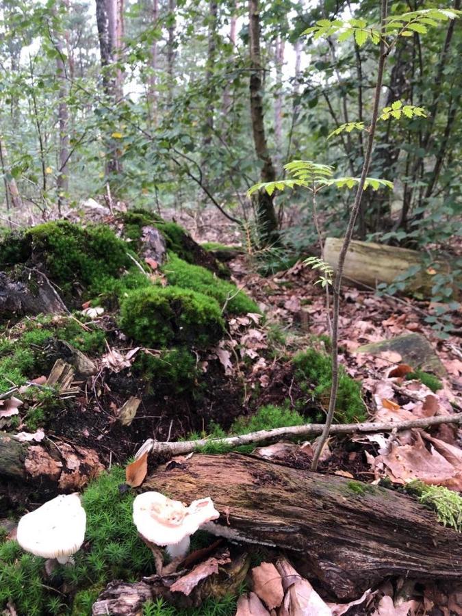 Willa Vrijstaand Chalet In Bospark Hattemerbroek Zewnętrze zdjęcie